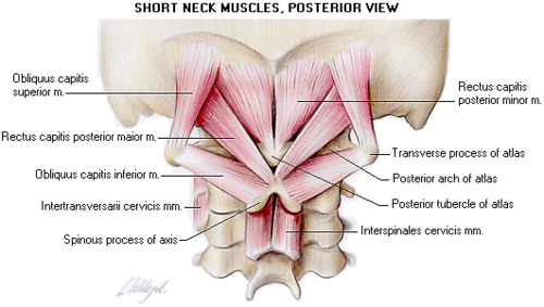 suboccipital triangle